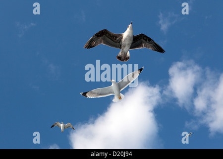 Blickte zu drei Möwen auf der Flucht vor einem strahlend blauen Himmel & flauschige Wolke, Teneriffa, Kanarische Inseln Stockfoto