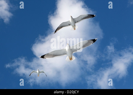 Blickte zu drei Möwen auf der Flucht vor einem strahlend blauen Himmel & flauschige Wolke, Teneriffa, Kanarische Inseln Stockfoto