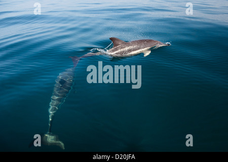 Gemeine Delfine im Atlantischen Ozean vor der Küste, Portugals Algarve Stockfoto