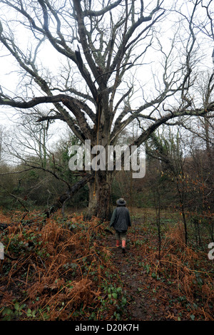 Crowhurst Sussex UK 9. Januar 2013 - Demonstranten, bekannt als die Combe Haven Verteidiger versuchen, den Bau einer Verbindungsstraße zu stoppen Stockfoto