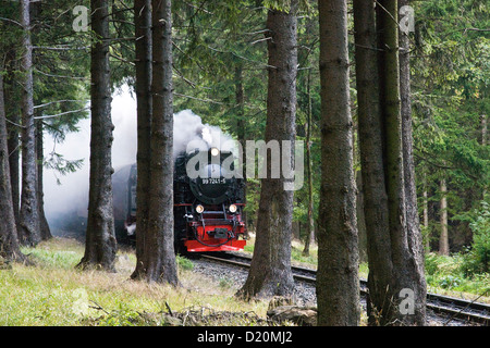 Wald, Dampfeisenbahn, Brockenbahn, Dampfzug, HSB-Harzer Schmalspurbahnen, Schierke, Harz, Sachsen-Anhalt, Deutschland Stockfoto