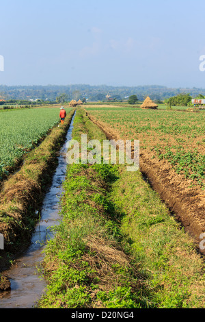 Thai Farmer in Knoblauch-Bauernhof Stockfoto