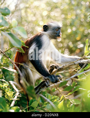 Kirks rot Colubus Affen, Sansibar Red Colobus Jozani Forest Reserve, südöstlichen Sansibar, Tansania, Ostafrika Stockfoto