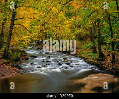 Herbstfärbung von East Lyn River im Exmoor National Park in der Nähe von Lynton, Devon, England Stockfoto