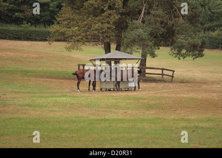 Pferde Essen aus einer Krippe in einem Feld Stockfoto