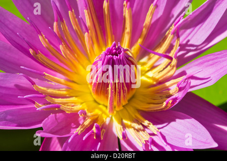 Closeup Aufnahme von rosa Lotus in Details der Blüten und Pollen Stockfoto