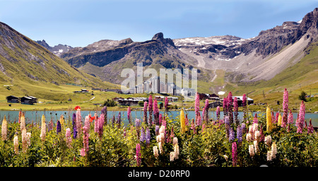 Panorama-Foto von Tignes le Lac mit Lupinen Blumen im Vordergrund. Tignes ist eine Gemeinde in der Tarentaise-Tal in Frankreich Stockfoto