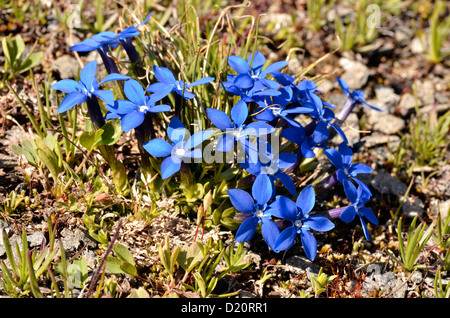 Nahaufnahme des Frühlings Enzian (Gentiana Verna) in den französischen Alpen in der Nähe des Col du Petit-Saint-Bernard (Little St. Bernhard-Pass) Stockfoto