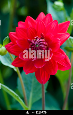 DAHLIE EDWINS SONNENUNTERGANG Stockfoto