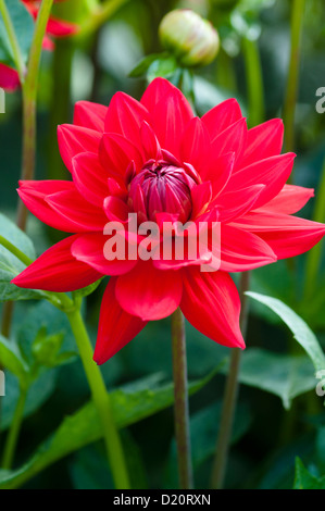 DAHLIE EDWINS SONNENUNTERGANG Stockfoto