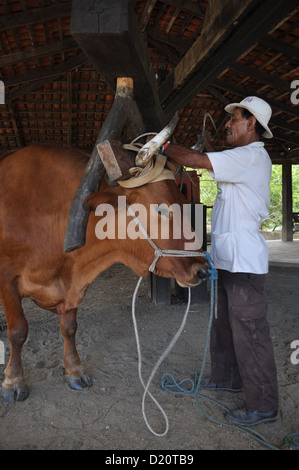 in der Nähe von Philadelphia (Costa Rica): Bull verwendet, um ein Zuckerrohr quetschen Maschine Hacienda El Viejo arbeiten Stockfoto