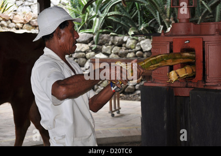 in der Nähe von Philadelphia (Costa Rica): Bull verwendet, um ein Zuckerrohr quetschen Maschine Hacienda El Viejo arbeiten Stockfoto