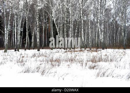 Birkenholz im Winter. Foto aus Russland Stockfoto