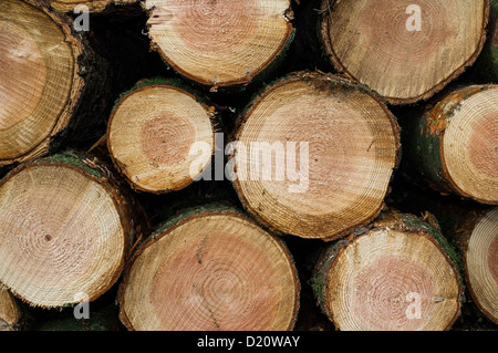 Die Enden der Protokolle in einem Stapel Stockfoto