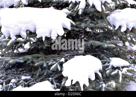 Äste eines Baumes Winter Fichte mit flauschigen Schnee bedeckt Stockfoto