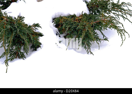 Äste eines Baumes Fichte Winter schneebedeckt flauschige isoliert Stockfoto