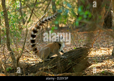 Ein Ring tailed Lemur in den Wäldern der Ifotaka Community Forest in der Nähe von Mandare River im Süden Madagaskars Stockfoto