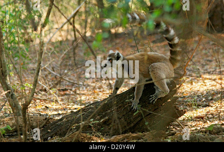 Ein Ring tailed Lemur in den Wäldern der Ifotaka Community Forest in der Nähe von Mandare River im Süden Madagaskars Stockfoto