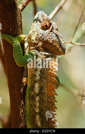 Ein warziger Chamäleon im Bereich Ifotaka Community Forest in der Nähe von Mandare River, Süd-Madagaskar Stockfoto