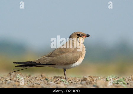 Rotflügel-Brachschwalbe oder gemeinsame Brachschwalbe (Glareola Pratincola) Stockfoto