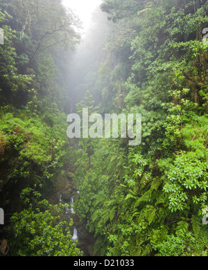 Regen-Wald in der Nähe von Ribeira Dos Cedros, Caldeirao Verde, Queimadas Forest Park, Madeira, Portugal Stockfoto