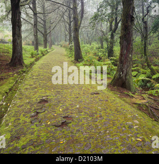 Moosigen Weg in den Wald, Caldeirao Verde, Queimadas Forest Park, Madeira, Portugal Stockfoto