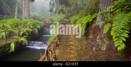 Stream mit Schritten von Steinen, Caldeirao Verde, Queimadas Forest Park, Madeira, Portugal Stockfoto