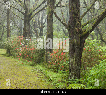 Moosigen Weg in den Wald, Caldeirao Verde, Queimadas Forest Park, Madeira, Portugal Stockfoto