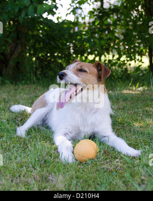 Parson Jack Russell Terrier Hund mit Zunge heraus Stockfoto