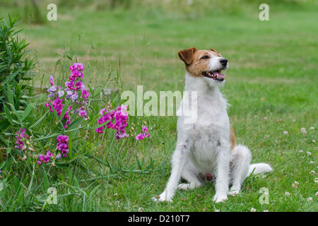 Parson Jack Russell Terrier Hund Stockfoto