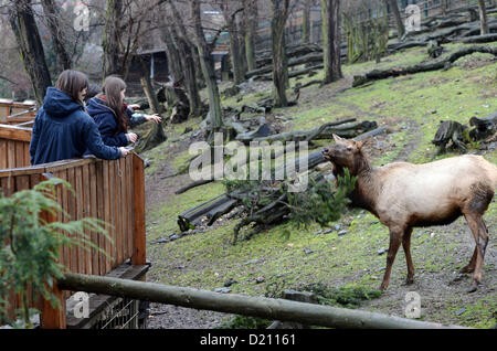 Prag, Tschechische Republik. 10. Januar 2013. Wapiti im Prager Zoo bekam von ihren Halter beliebte jährliche Delikatessen in Form von nicht verkauften Weihnachtsbäume am 10. Januar 2013. (CTK Foto/Katerina Sulova) Stockfoto