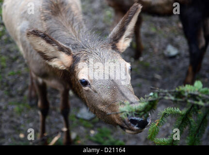 Prag, Tschechische Republik. 10. Januar 2013. Wapiti im Prager Zoo bekam von ihren Halter beliebte jährliche Delikatessen in Form von nicht verkauften Weihnachtsbäume am 10. Januar 2013. (CTK Foto/Katerina Sulova) Stockfoto