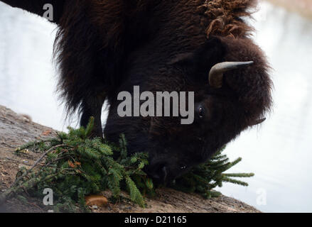 Prag, Tschechische Republik. 10. Januar 2013. Amerikanische Bisons im Prager Zoo bekam von ihren Halter beliebte jährliche Delikatessen in Form von nicht verkauften Weihnachtsbäume am 10. Januar 2013. (CTK Foto/Katerina Sulova) Stockfoto