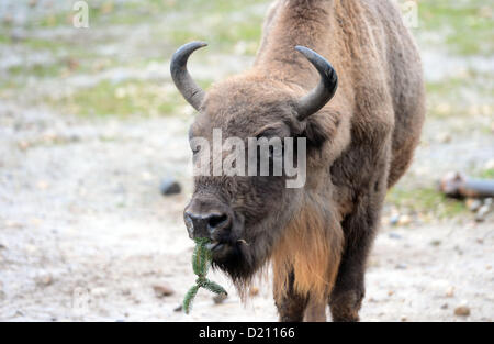 Prag, Tschechische Republik. 10. Januar 2013. Europäischen Bisons im Prager Zoo bekam von ihren Halter beliebte jährliche Delikatessen in Form von nicht verkauften Weihnachtsbäume am 10. Januar 2013. (CTK Foto/Katerina Sulova) Stockfoto