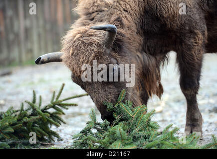 Prag, Tschechische Republik. 10. Januar 2013. Europäischen Bisons im Prager Zoo bekam von ihren Halter beliebte jährliche Delikatessen in Form von nicht verkauften Weihnachtsbäume am 10. Januar 2013. (CTK Foto/Katerina Sulova) Stockfoto