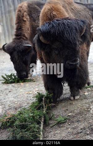 Prag, Tschechische Republik. 10. Januar 2013. Amerikanische Bisons im Prager Zoo bekam von ihren Halter beliebte jährliche Delikatessen in Form von nicht verkauften Weihnachtsbäume am 10. Januar 2013. (CTK Foto/Katerina Sulova) Stockfoto