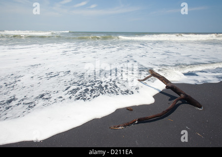 Treibholz am Vulkanstrand in Bali, Indonesien. Stockfoto