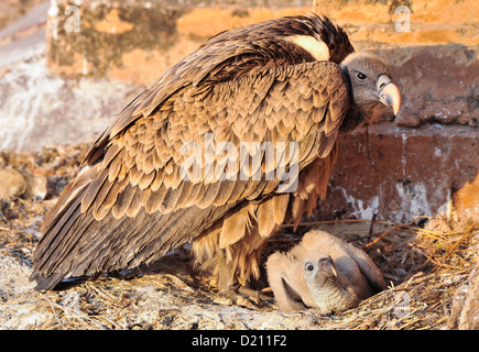 Indische Geier (abgeschottet Indicus) mit Küken im nest Stockfoto