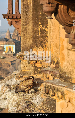 Indische Geier (abgeschottet Indicus) mit Küken nisten auf einem Felsvorsprung Tempel Stockfoto