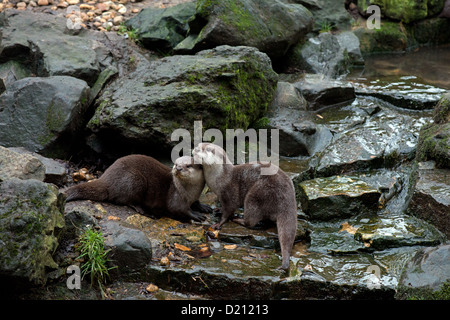 PAAR ASIATISCHE KURZE KRALLEN OTTER ODER ORIENTALISCHE KLEINE KRALLTE OTTER. Aonyx Cinerea. Stockfoto