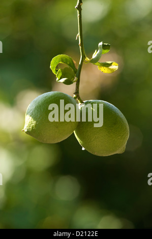 Zwei grüne Zitronen hängen von einer Zitrone Baum, Algarve, Portugal, Europa Stockfoto