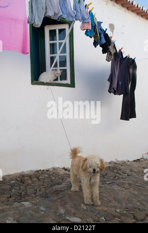 Katze in einem Fenster und Hund auf der Straße mit Klamotten auf einer Linie, Mértola, Alentejo, nördlich der Algarve, Portugal, Europa Stockfoto