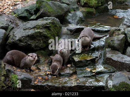 EINE GRUPPE VON ASIATISCHEN KURZE KRALLEN OTTER ODER ORIENTALISCHE KLEINE KRALLTE OTTER. Aonyx cinerea Stockfoto