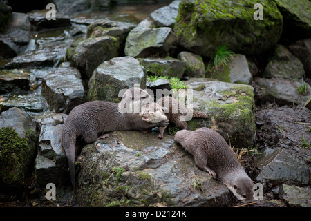 FAMILIE VON ASIATISCHEN KURZE KRALLEN OTTER ODER ORIENTALISCHE KLEINE KRALLTE OTTER. Aonyx cinerea Stockfoto