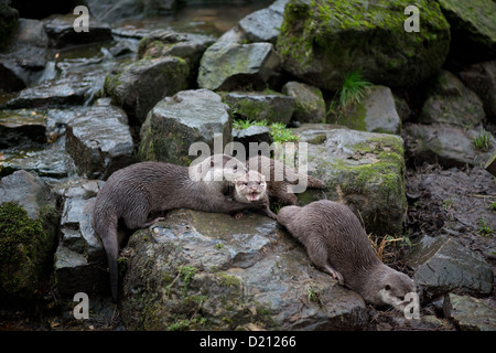 MÄNNLICHE UND WEIBLICHE ASIATISCHE KURZE KRALLEN OTTER ODER ORIENTALISCHE KLEINE KRALLTE OTTER MIT CUB. Aonyx cinerea Stockfoto