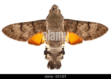 Hawk-Moth Kolibriarten Macroglossum Stellatarum isoliert Stockfoto