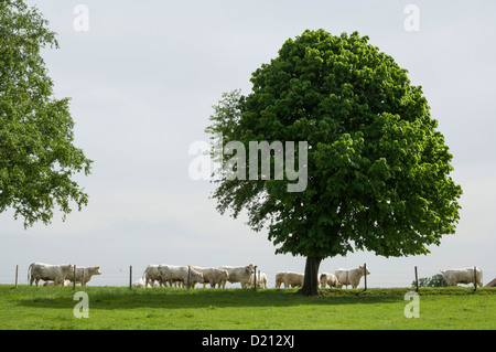 Charolais-kühe in Oberbayern, Deutschland Stockfoto