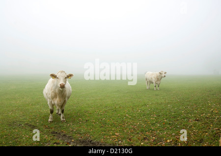 Zwei Charolais-kühe in Oberbayern, Deutschland Stockfoto
