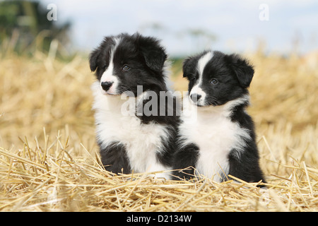 Hund Border Collie zwei Welpen schwarz und weiß im Stroh sitzen Stockfoto