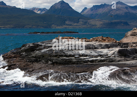 Kormorane und Seelöwen auf der Insel im Beagle-Kanal, in der Nähe von Ushuaia, Feuerland, Patagonien, Argentinien, Südamerika Stockfoto